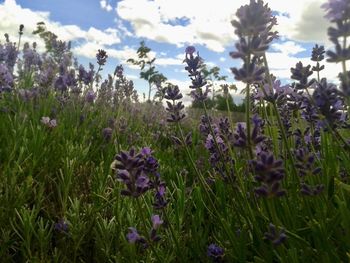 Purple flowers blooming on field against sky