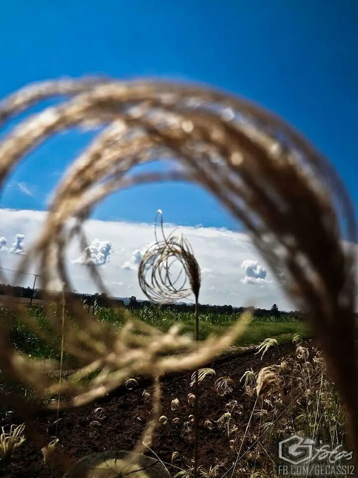 clear sky, blue, close-up, focus on foreground, grass, nature, field, plant, sky, outdoors, day, beauty in nature, copy space, water, low angle view, sunlight, growth, circle, no people, tranquility