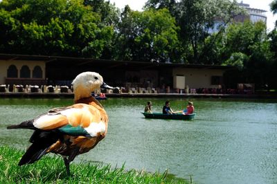 View of birds in canal against trees