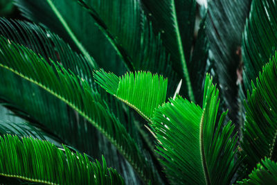 Close-up of palm leaves