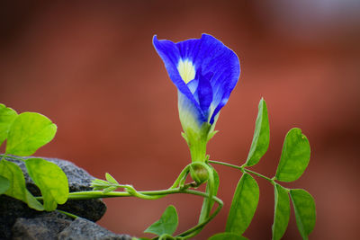 Close-up of blue flowering plant