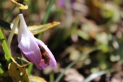 Close-up of purple flowers