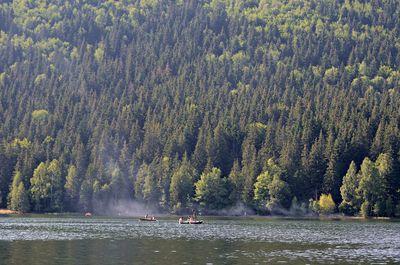 Scenic view of lake in forest