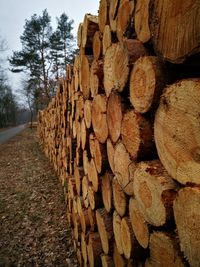 Close-up of logs