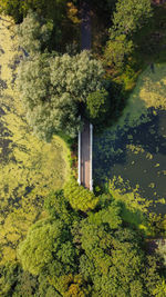 Lonely bridge overlooking a mossy lake