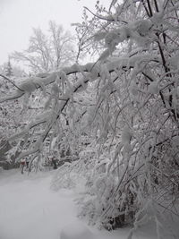 Frozen trees against sky during winter