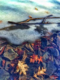 Close-up of leaves in water