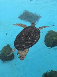 High angle view of turtle swimming in sea