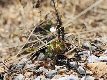 Close-up of dried plant on land