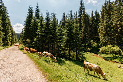 Sheep grazing in a field