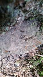 Close-up of dried leaves on rock