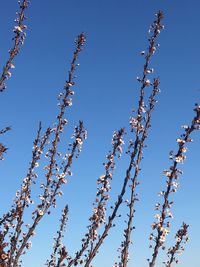 Low angle view of tree against clear blue sky