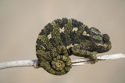 Close-up of a lizard on tree