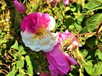 Close-up of pink rose