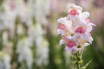 Close-up of pink flowers