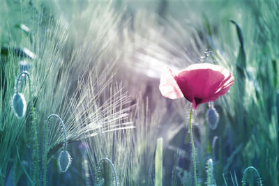 Close-up of pink flowering plant on field