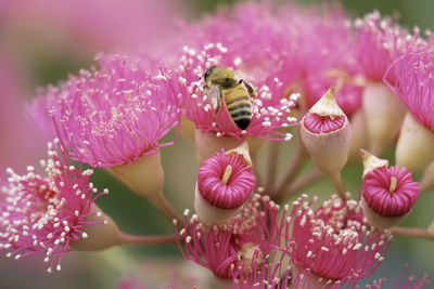 Close-up of bee pollinating on pink flower