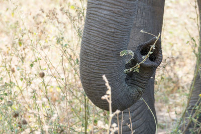 Close-up of elephant