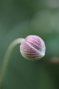 Close-up of pink bud