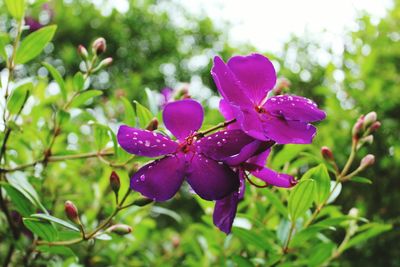 Close-up of pink flowering plant