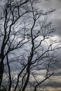 Low angle view of silhouette bare tree against sky