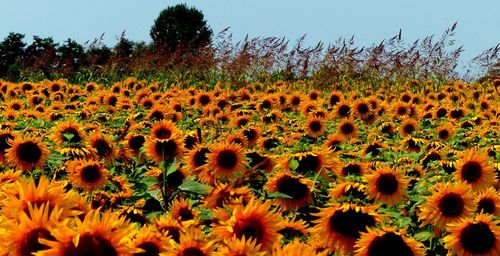 Scenic view of sunflower field against sky