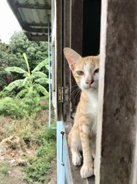 Portrait of cat sitting by window