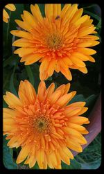 Close-up of yellow flower