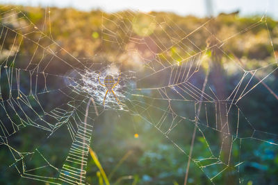 Close-up of spider web