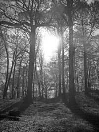 Trees in forest