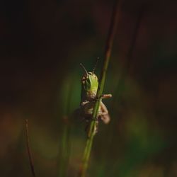 Close-up of insect on plant