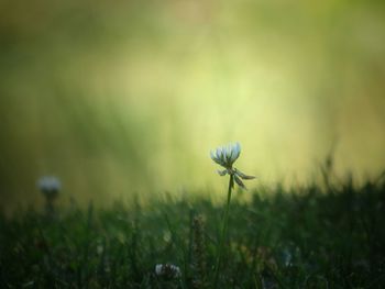 Close-up of dandelion flower on field