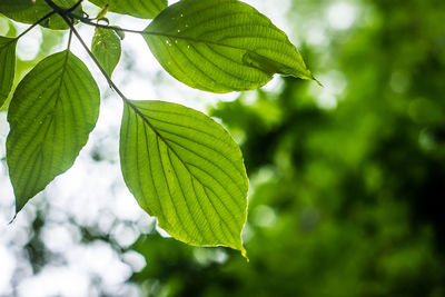 Close-up of leaves