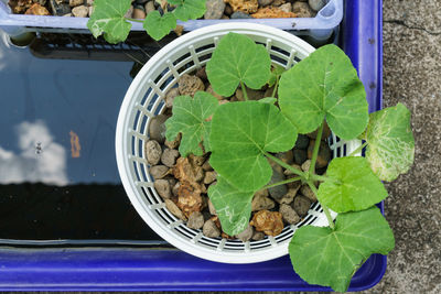 High angle view of leaves in potted plant