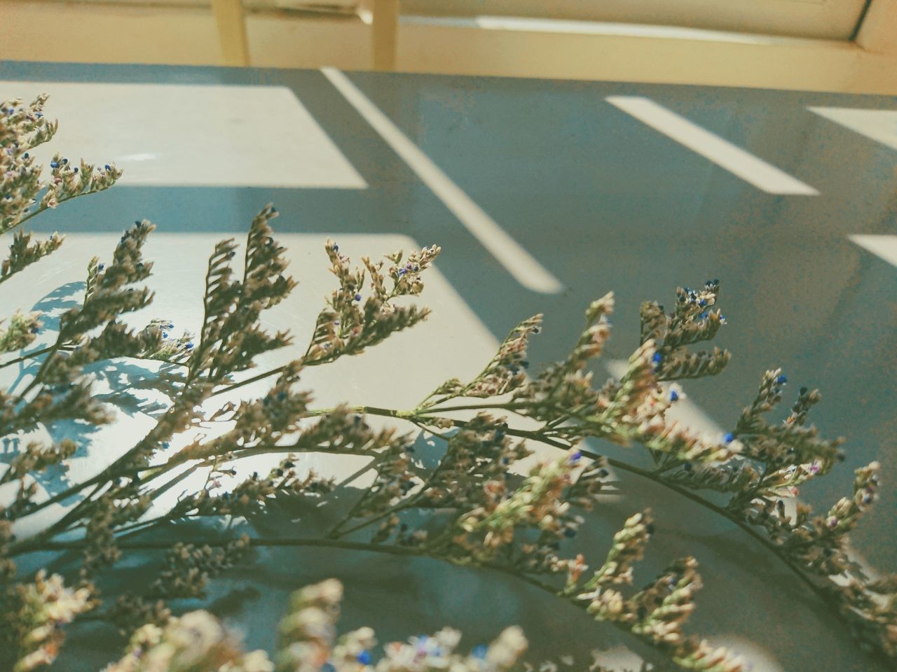 HIGH ANGLE VIEW OF FLOWERING PLANTS AND TREE