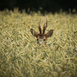 Deer in wheat field