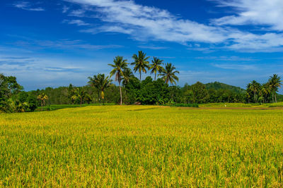 Scenic view of agricultural field against sky