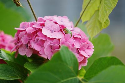 Close-up of pink flowers blooming in park