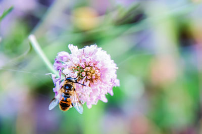 Close-up of bee on purple flower