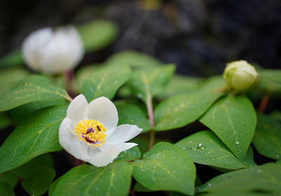 Photo of small flower in botanical garden in japan
