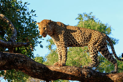 Low angle view of giraffe on tree against sky