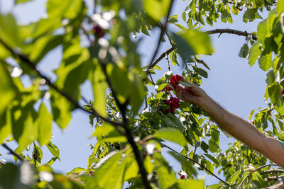 A hand of mature man picking organic cherries high in the agro business production on countryside