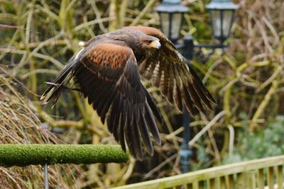 Close-up of bird perching on branch