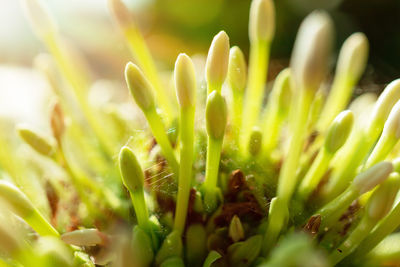 Close-up of green plant on field