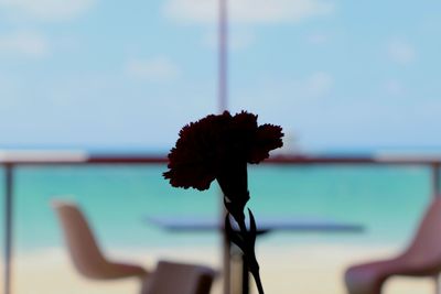 Close-up of hand on plant by sea against sky