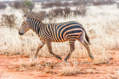 Zebra running in desert