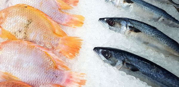 Close-up of fish for sale in market