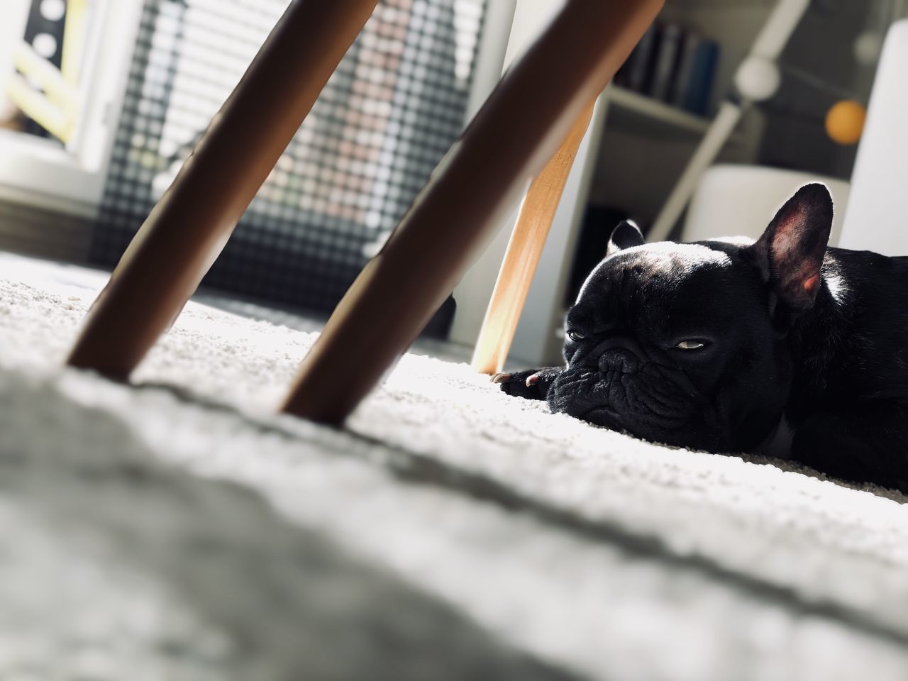 one animal, animal themes, domestic, pets, domestic animals, mammal, animal, dog, canine, selective focus, vertebrate, no people, indoors, home interior, black color, french bulldog, relaxation, day, pug, lying down, small, surface level