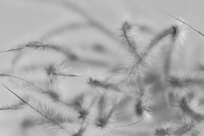 Close-up of dandelion on plant