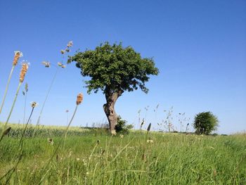 Scenic view of grassy field against blue sky